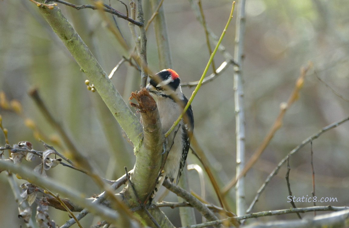 Downy Woodpecker working at at stick to find bugs