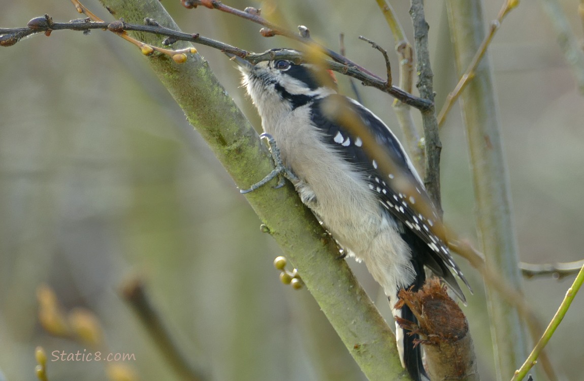 Downy Woodpecker standing on a branch