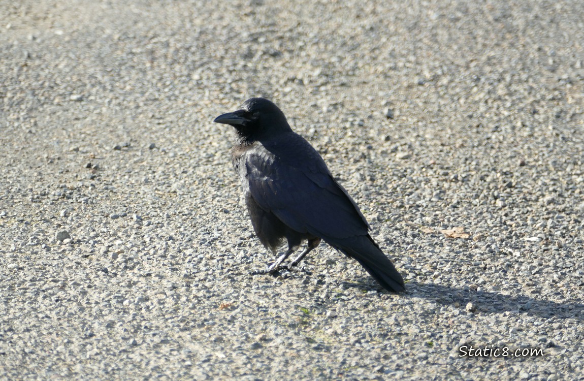 Crow standing in a parking lot
