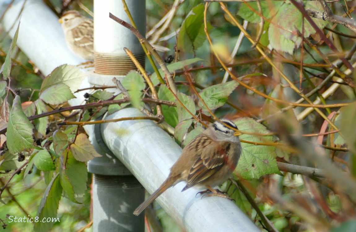 White Crown Sparrows standing on metal pipe fence