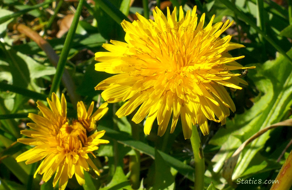 Dandelion blooms