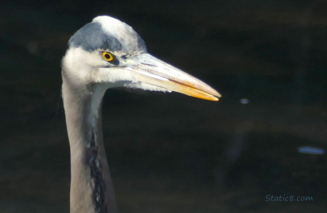 Close up of a Great Blue Herons face