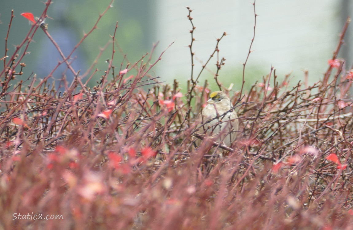 Blurry Golden Crown Sparrow in a bush of red sticks