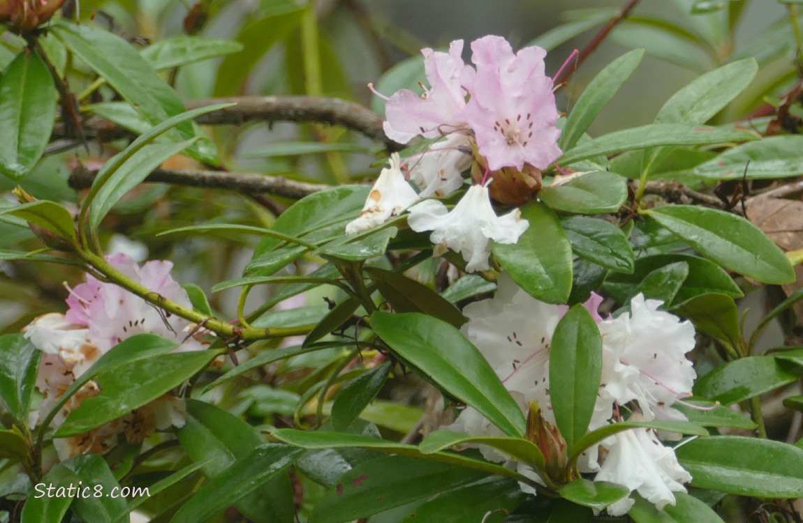 Pink Rhododendron blooms
