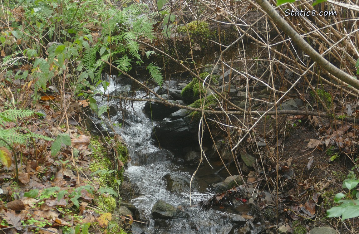 Small waterfall with ferns