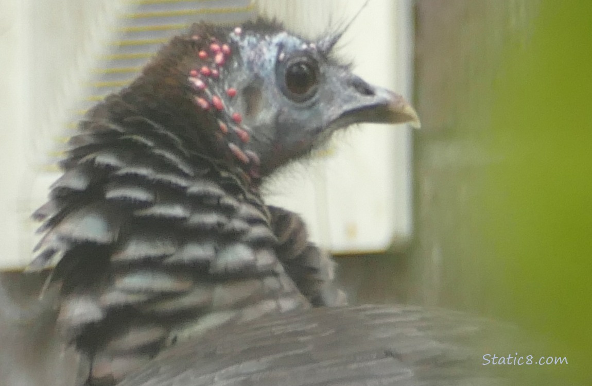 Close up of a Wild Turkey