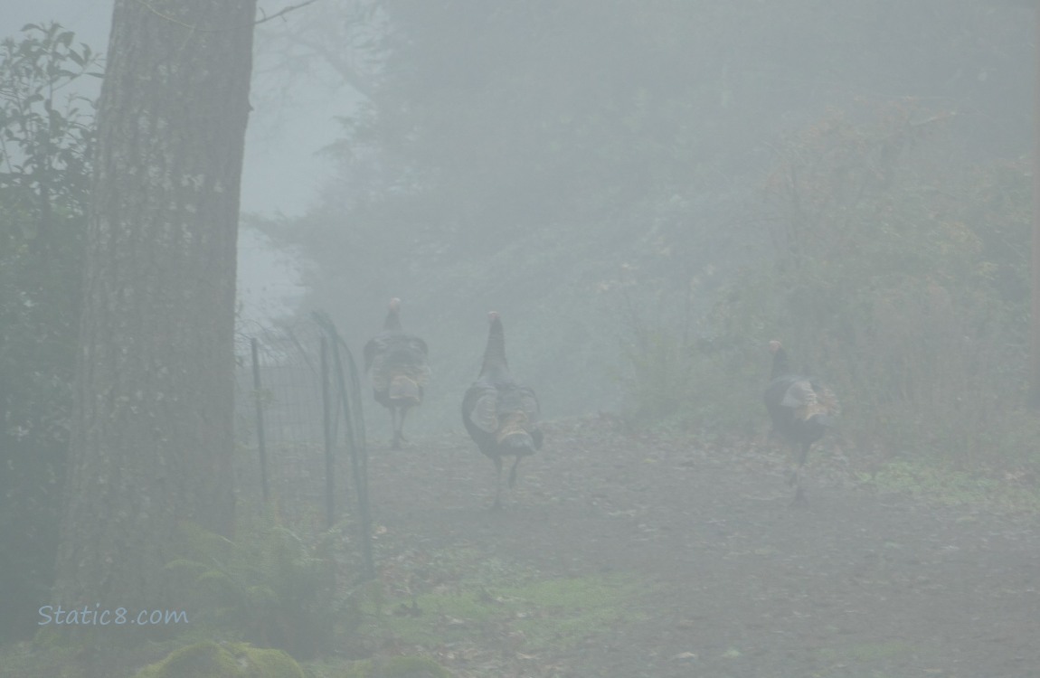 Wild Turkeys walking away in the fog