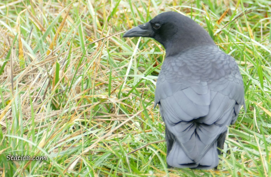 American Crow standing in the grass