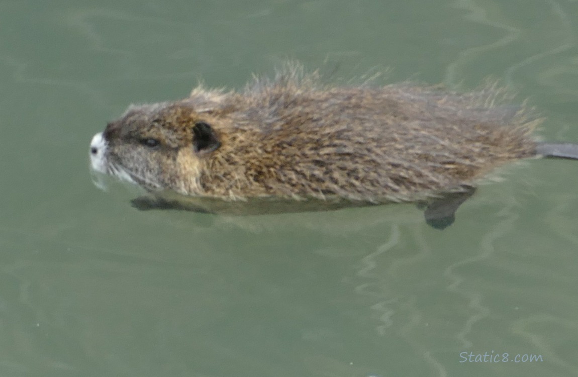 One small Nutria swimming in the water