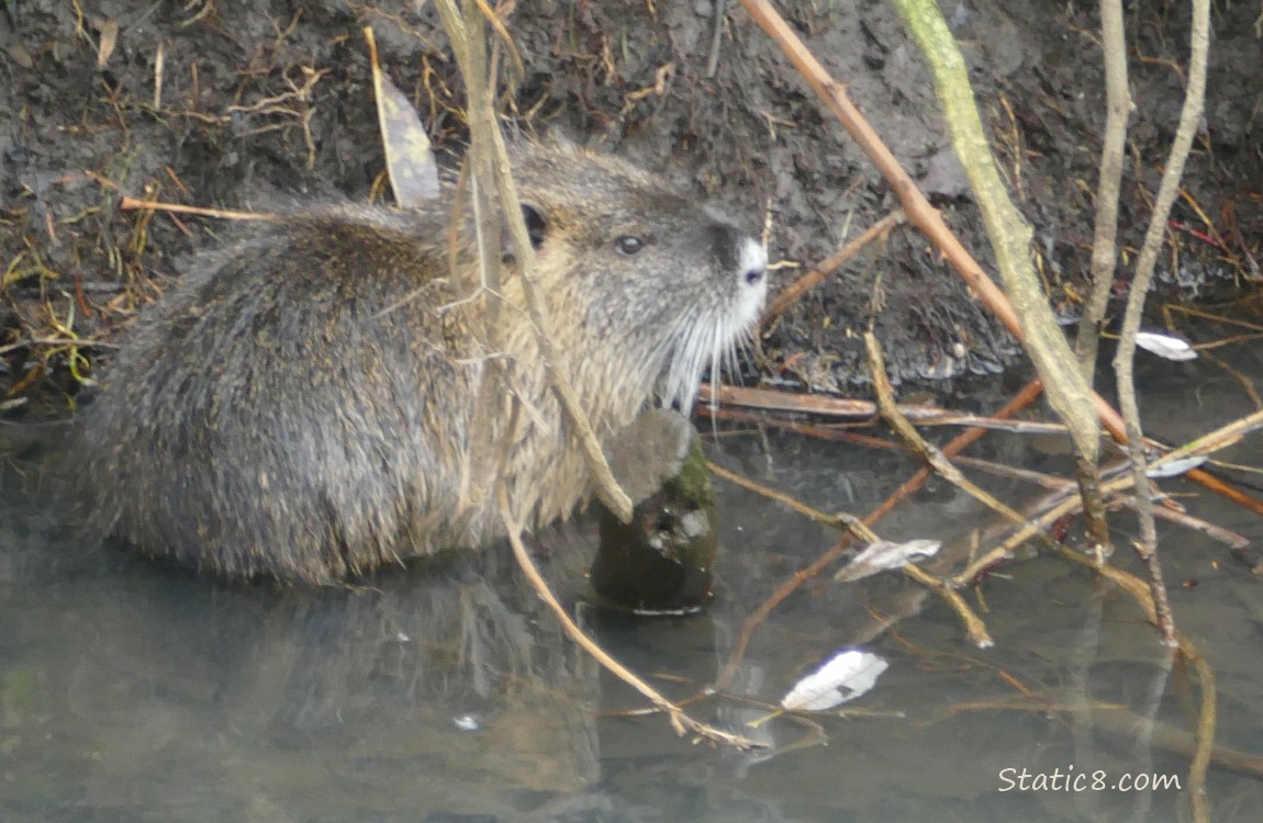 Nutria sitting in the water near the bank