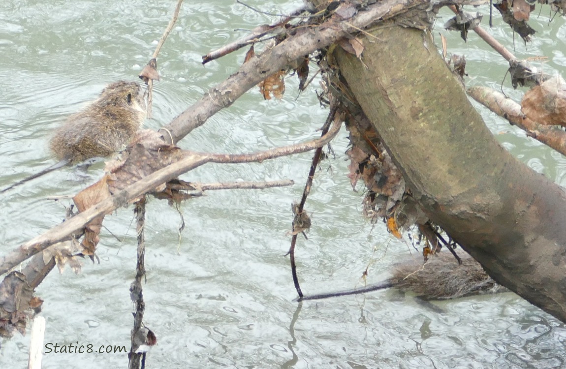Two small Nutrias swimming away