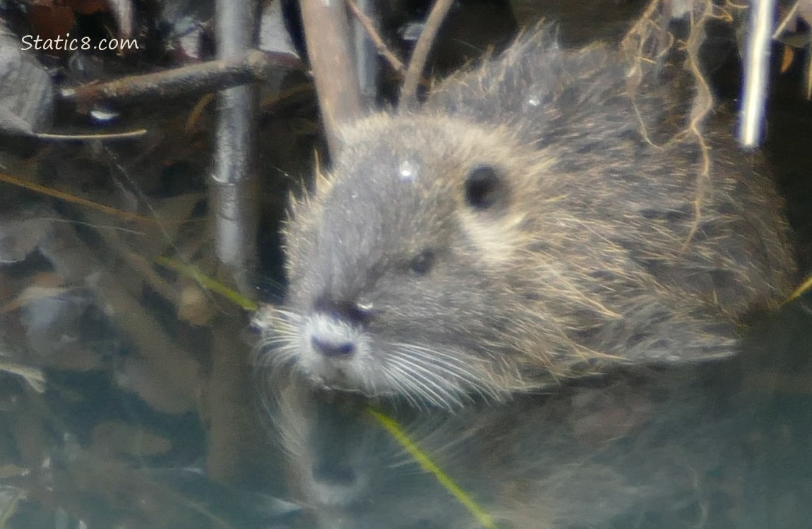 Small  Nutria sitting in the water near the bank
