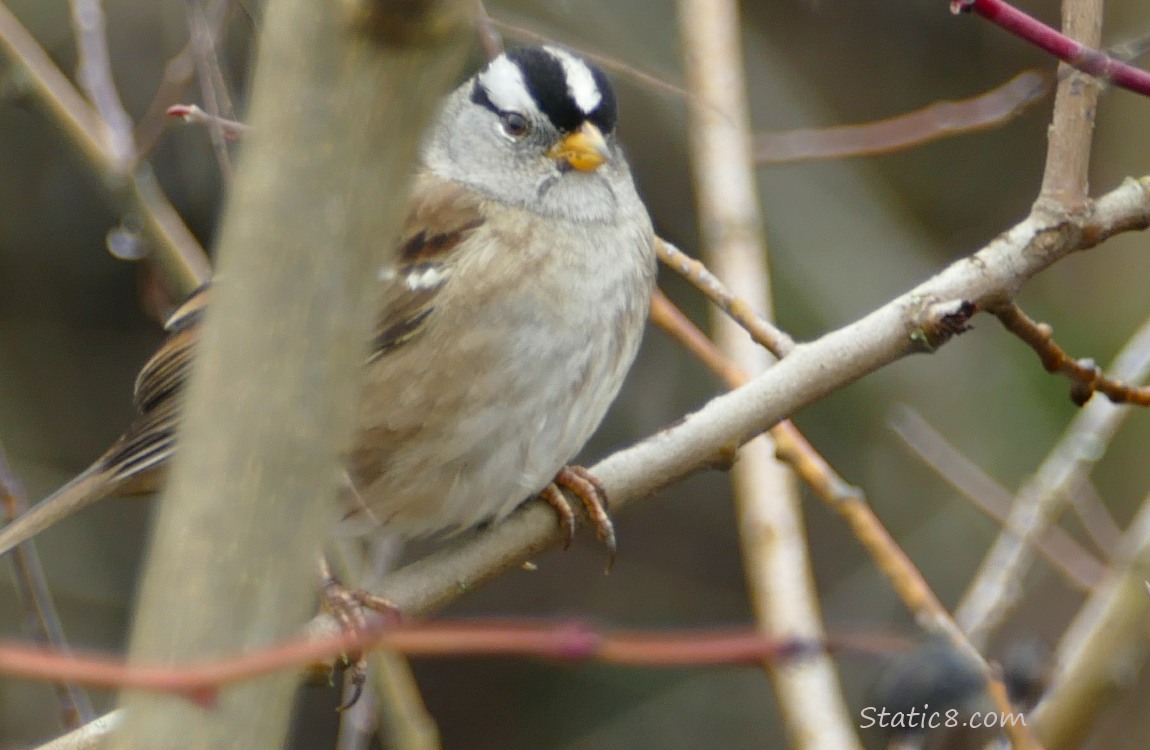 White Crown Sparrow standing in a bare bush