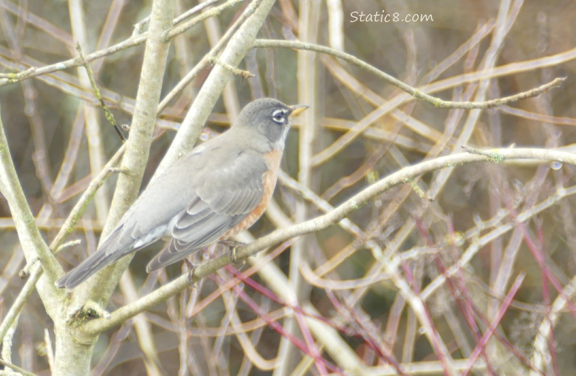 American Robin standing in sticks