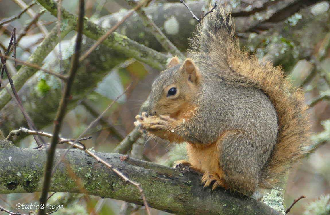 Squirrel sitting on a branch, eating a peanut