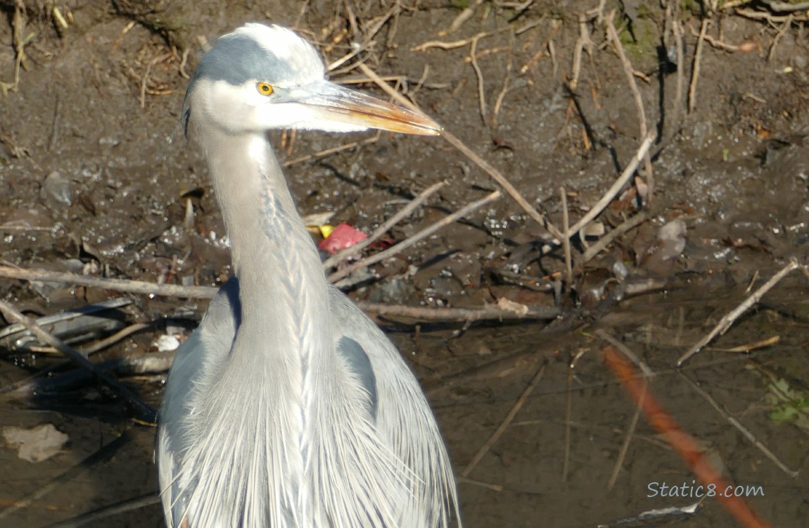 Great Blue Heron near the muddy creek bank