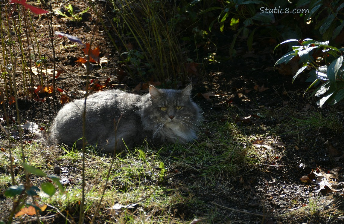 Grey and white long haired cat lying in the grass