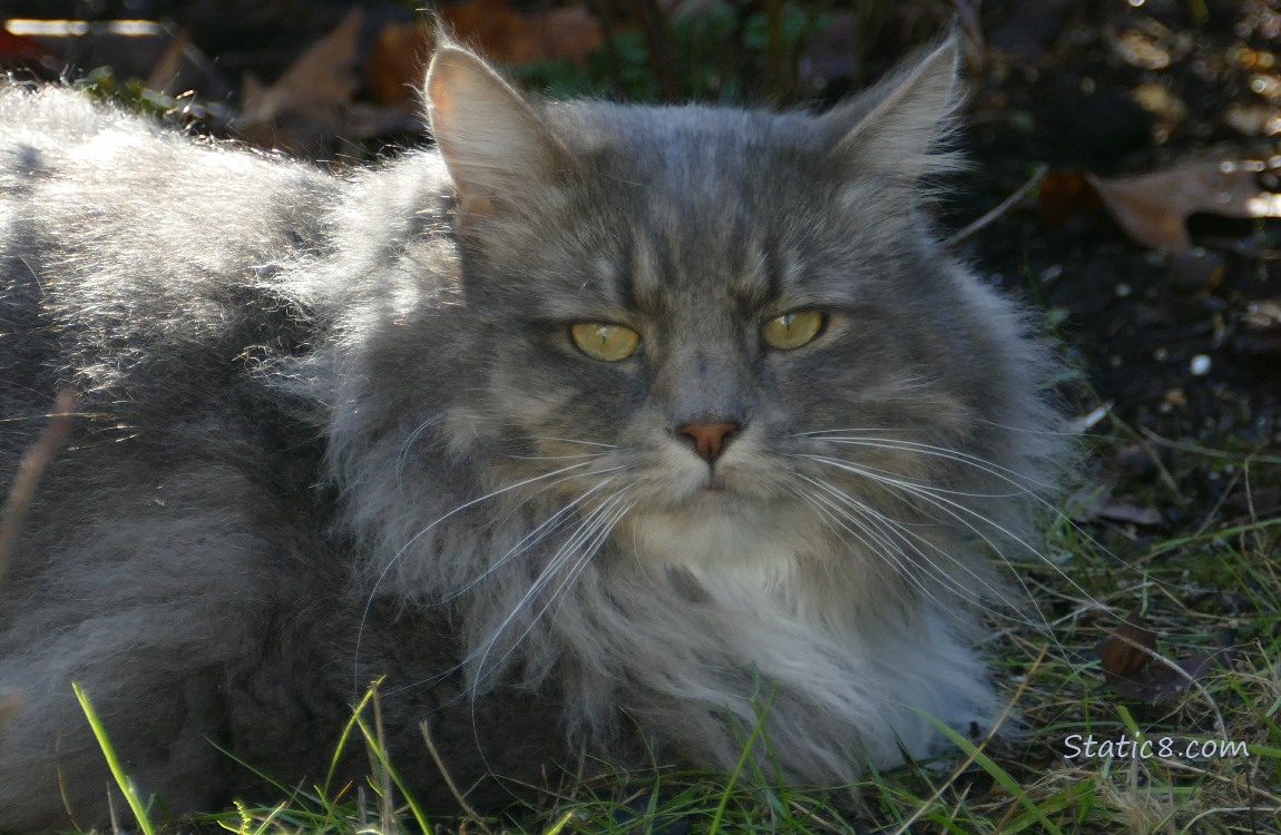 Grey and white long haired cat lying in the grass
