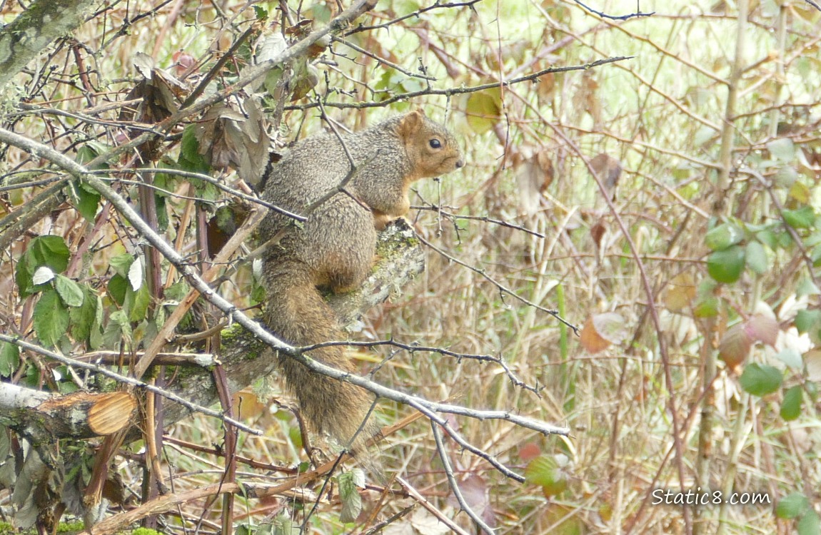 Squirrel standing on a branch