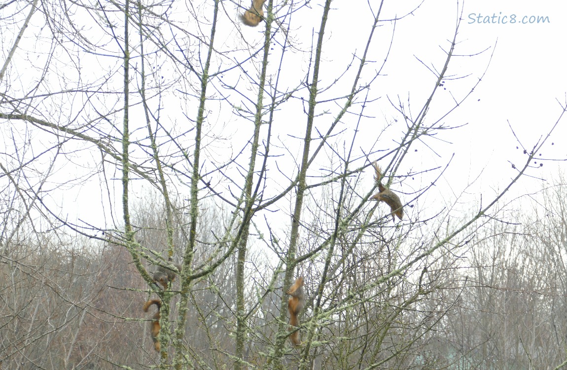Five Squirrels bouncing in a winter bare tree