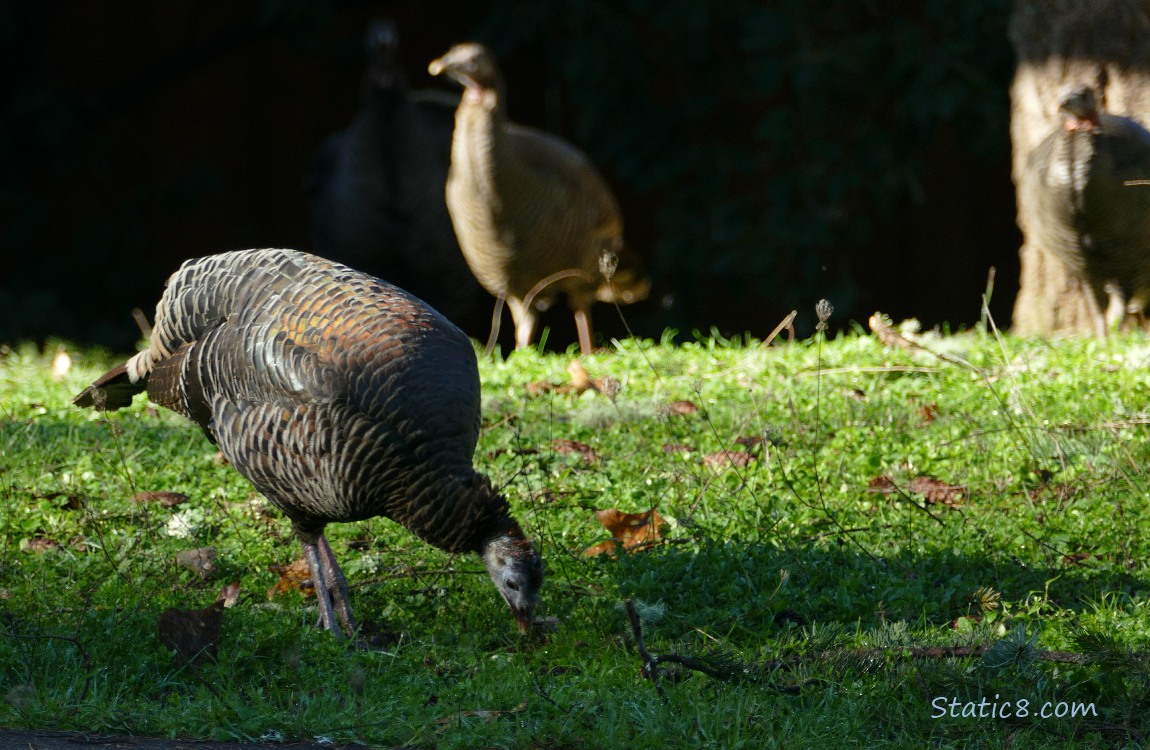 Wild Turkeys standing on a lawn