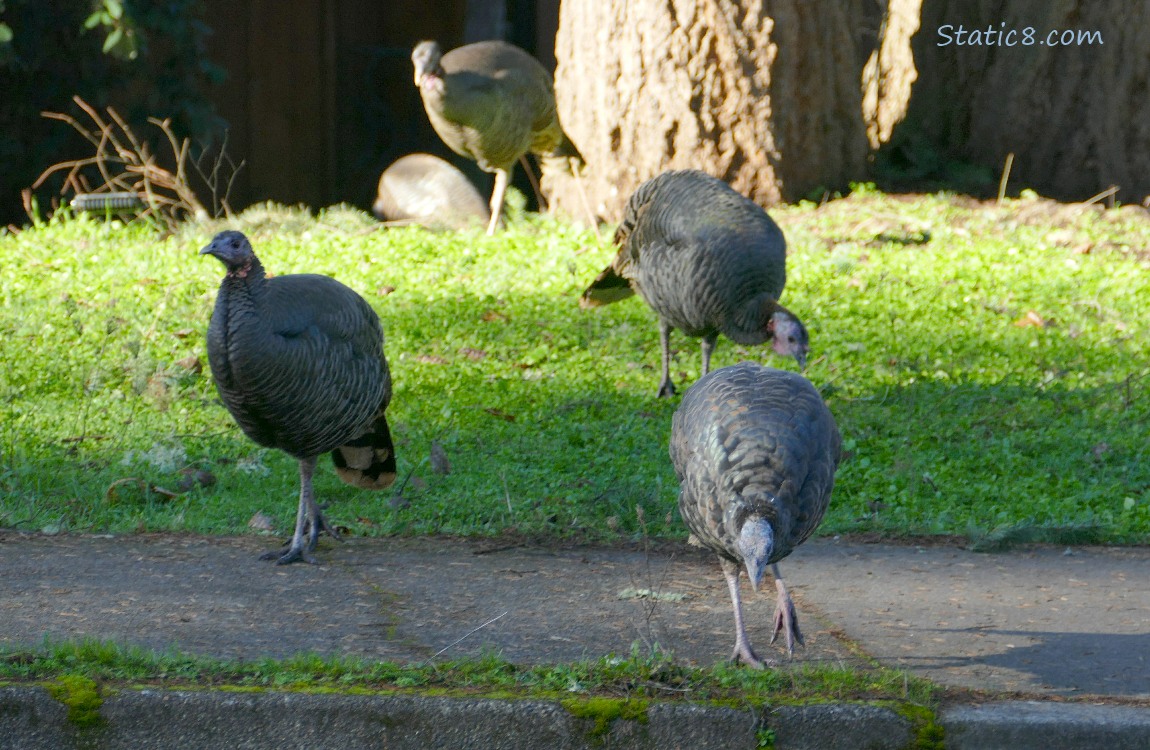 Wild Turkeys standing on a lawn and crossing the sidewalk