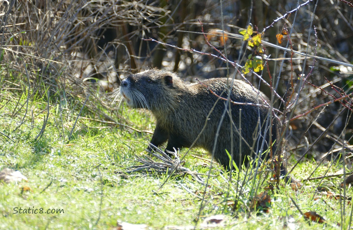 Nutria standing in the grass