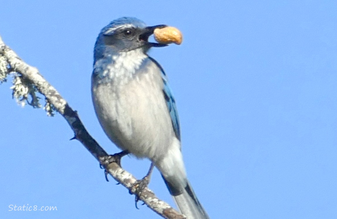 Scrub Jay holding a peanut in their beak, in front of blue sky