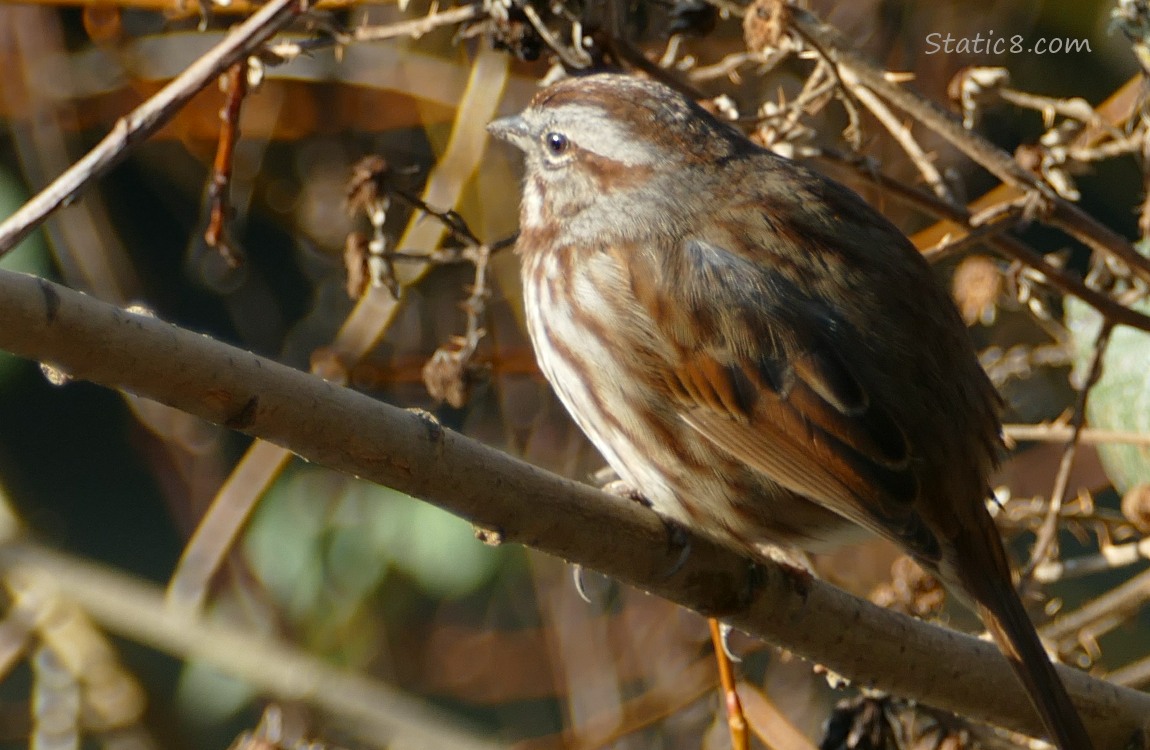 Song Sparrow standing on a stick, looking away