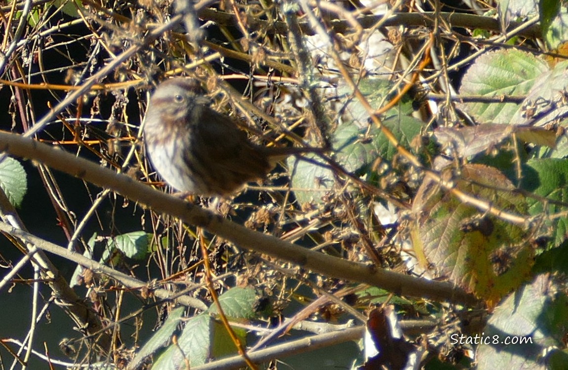 Blurry Song Sparrow standing on a stick, surrounded by sticks