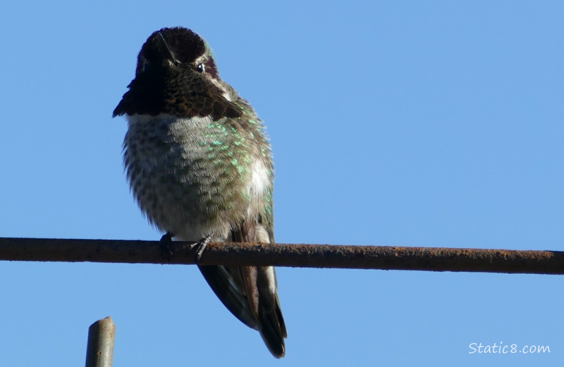 Anna Hummingbird standing on a wire trellis, blue sky in the background