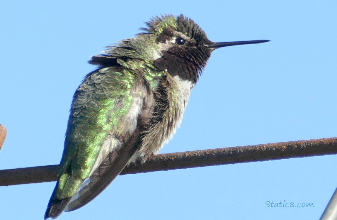 Anna Hummingbird standing on a wire trellis, blue sky in the background