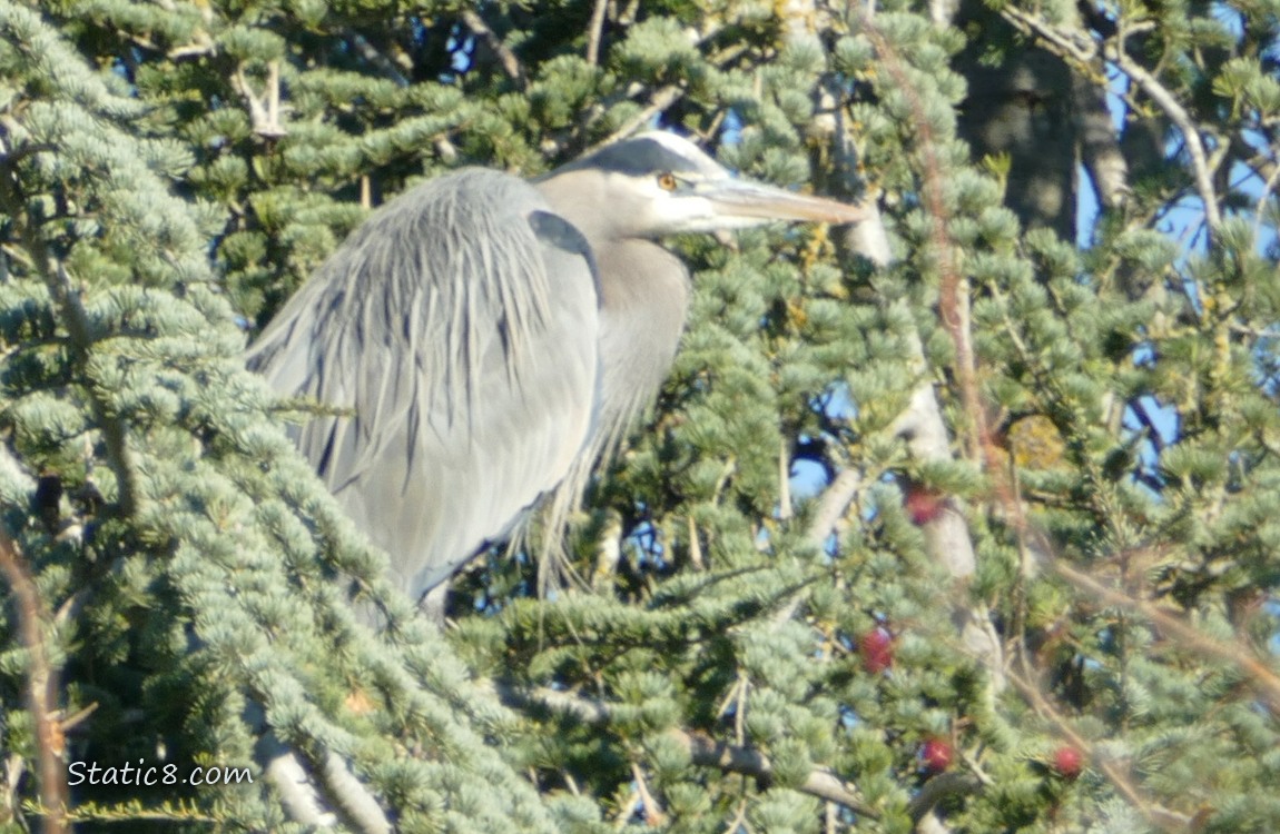 Great Blue Heron standing in a fir tree