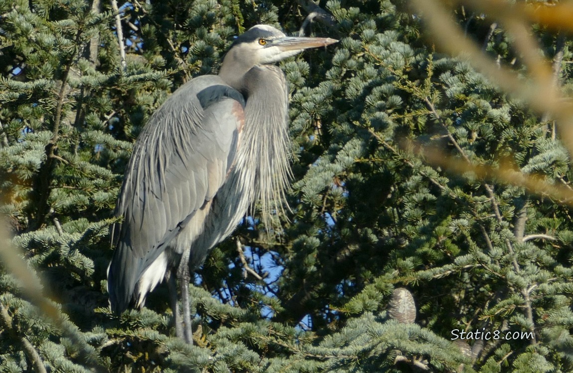 Great Blue Heron standing in a fir tree