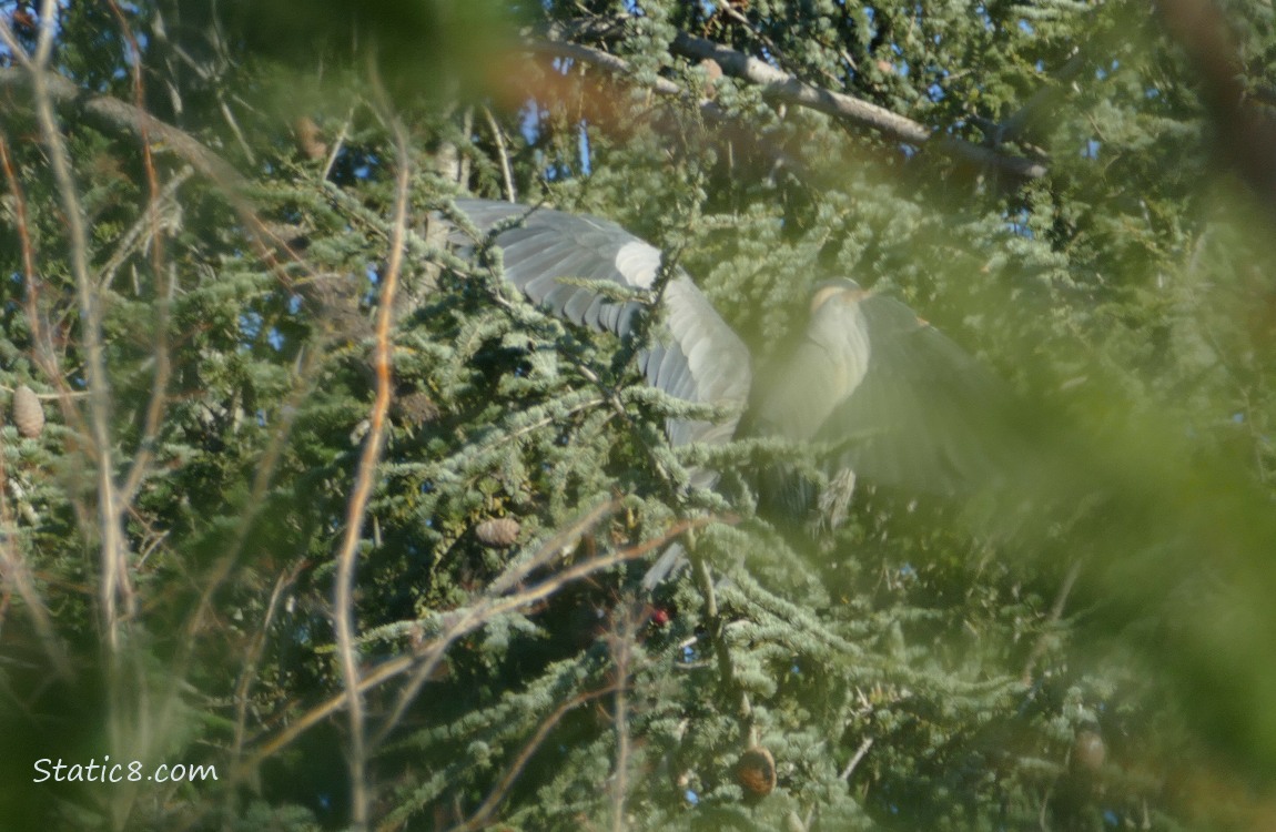 The wings of a Great Blue Heron, behind branches in a fir tree