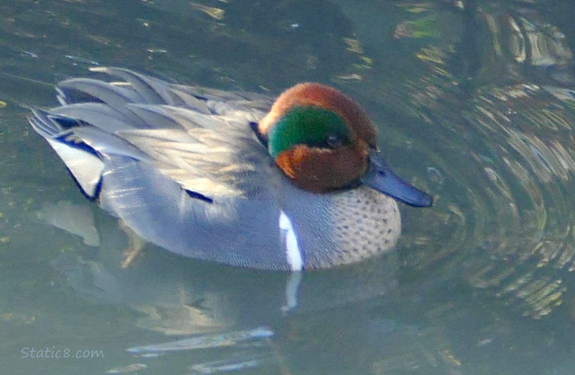 male Green Wing Teal paddling on the water