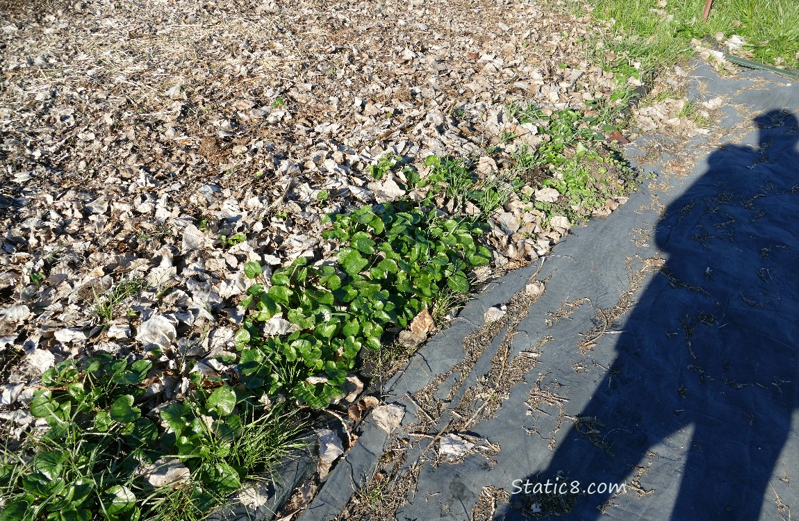 Garden plot with Lesser Celandine