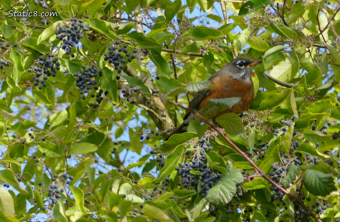 American Robin standing in a Blue Elderberry tree, surrounded by berries