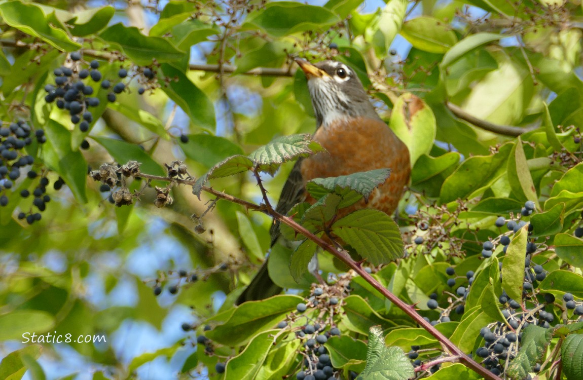 American Robin standing in a Blue Elderberry tree, surrounded by berries