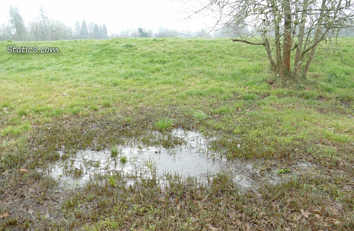 An icy puddle in the grass, and fog over the hill