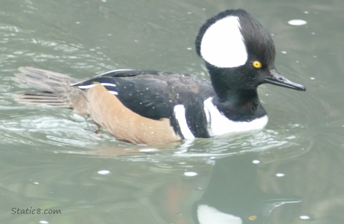 Male Hooded Merganser paddling on the water
