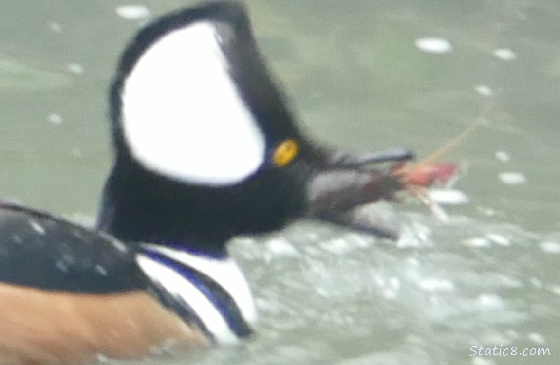 Blurry Hooded Merganser with a crawdad in his mouth