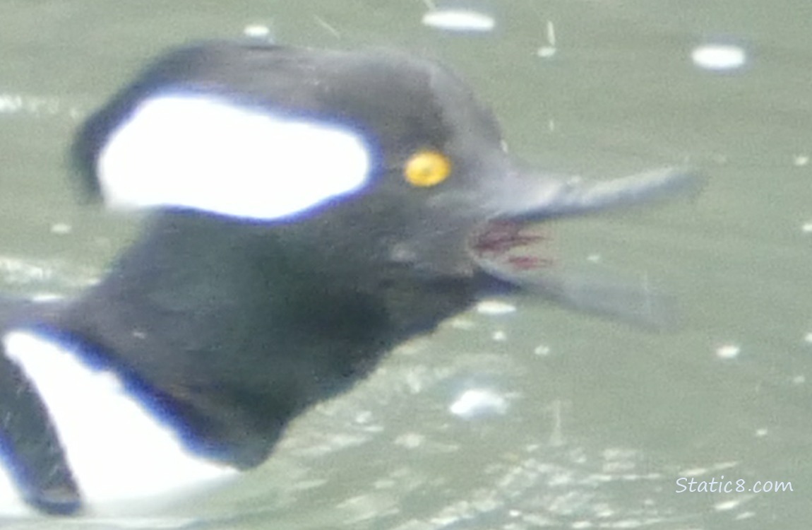 Blurry Hooded Merganser swallowing a crawdad