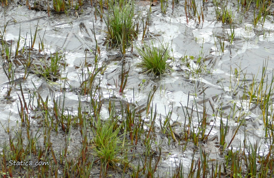 Ice in the grass