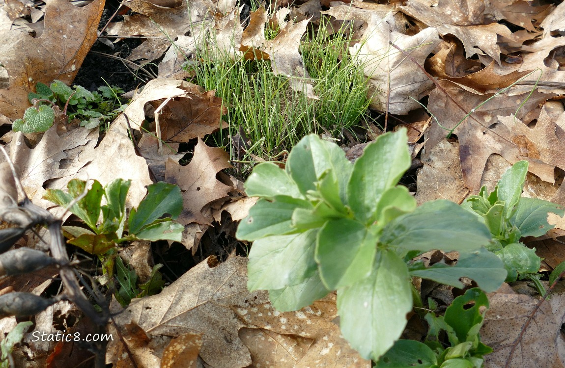 small fava plants and a clump of hundreds of Leek seedlings
