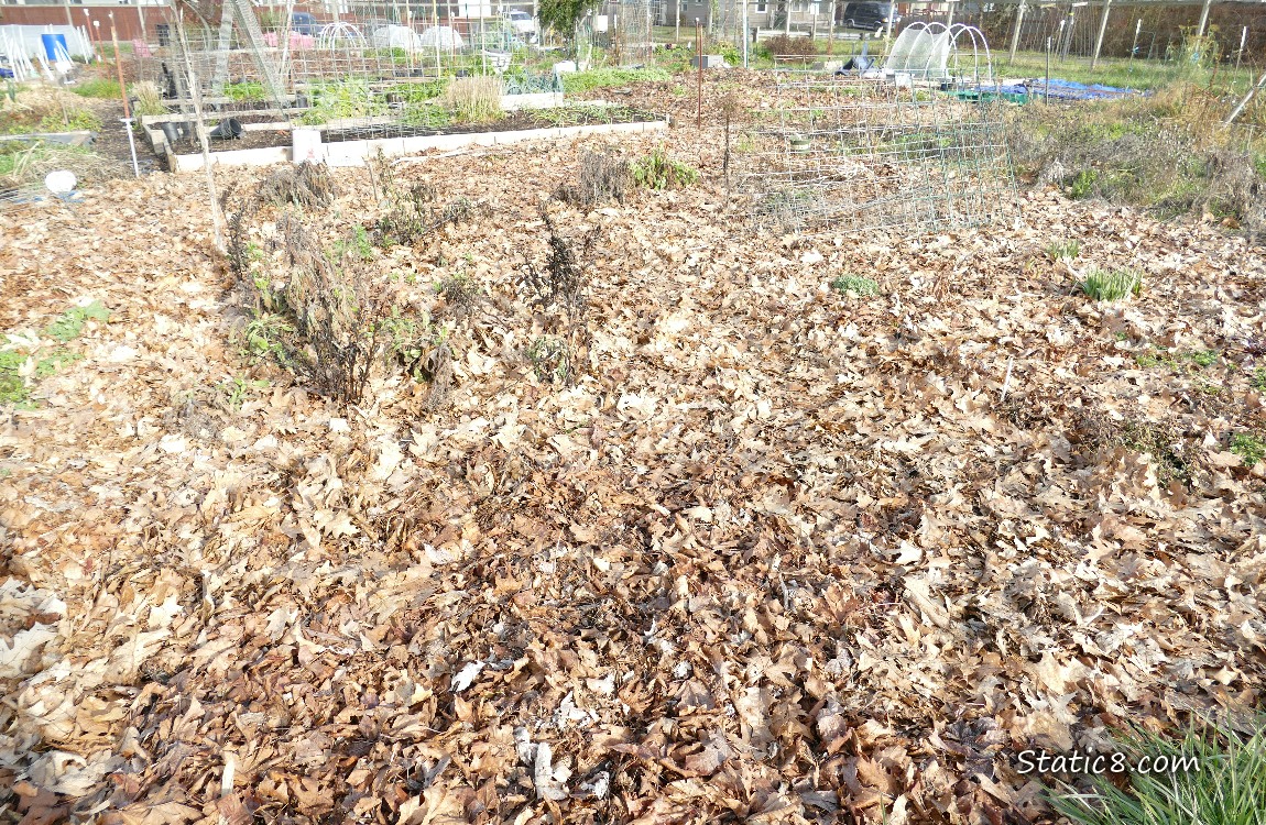 Garden plot covered with dead leaves