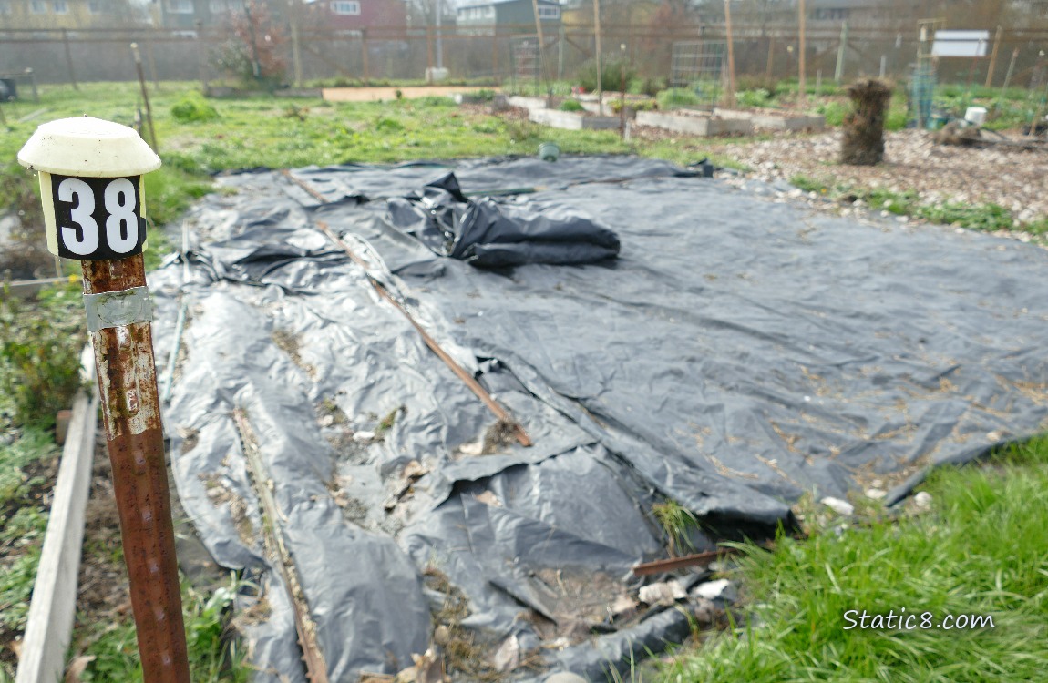 Garden plot covered with black plastic tarps