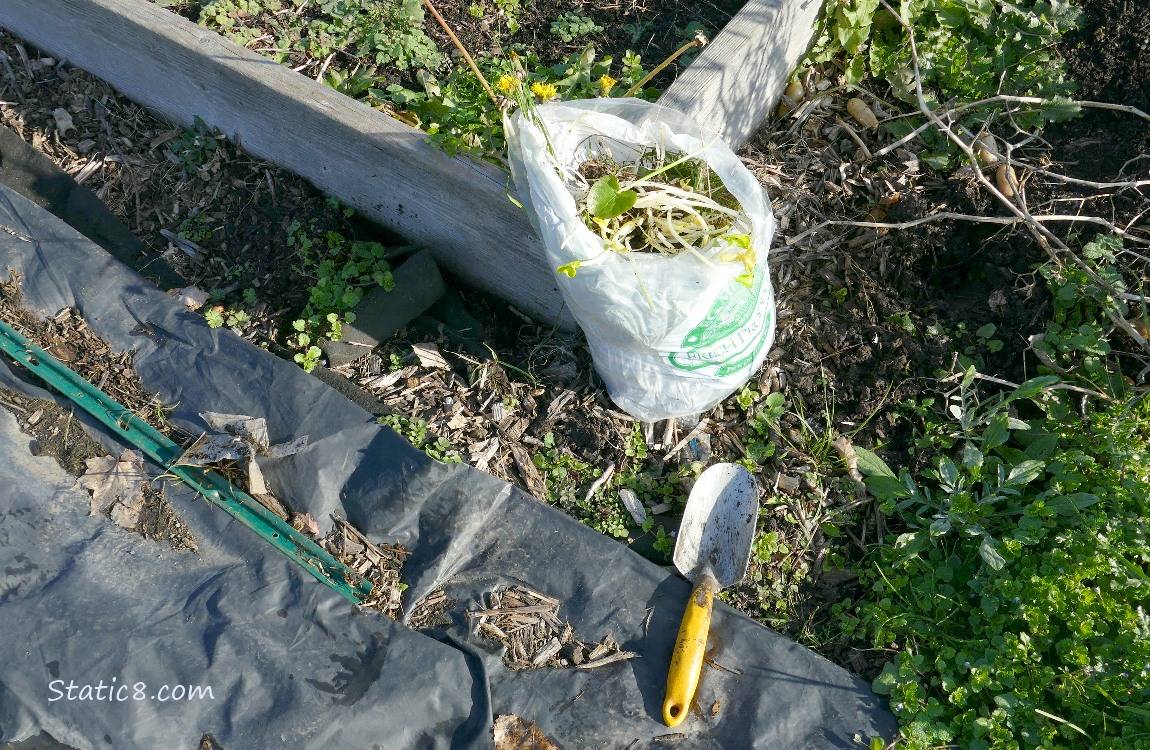 White trash bag of plants next to a raised bed