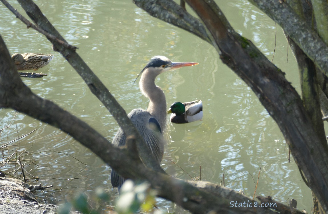 Great Blue Heron standing at the bank of a creek, just past tree trunks