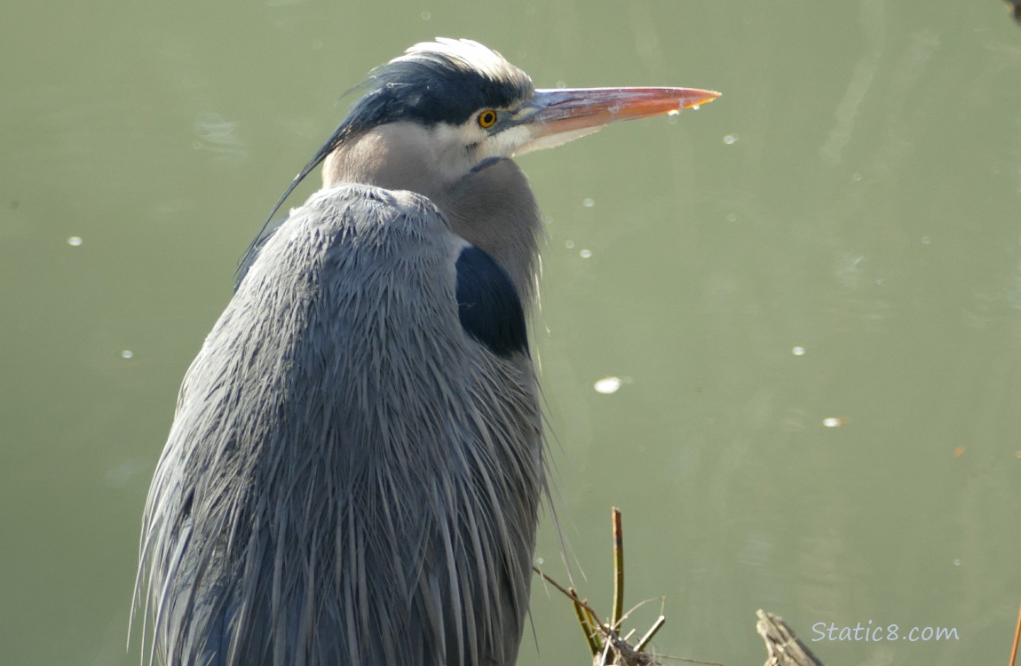Great Blue Heron in front of the water of the creek